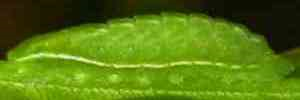 Larvae